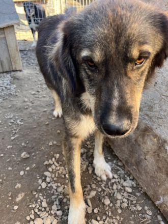 LUPIN sucht sein Zuhause