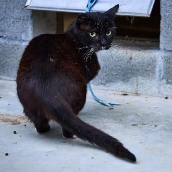 Tasmi, FIV positiv