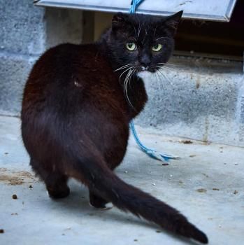 Tasmi, FIV positiv