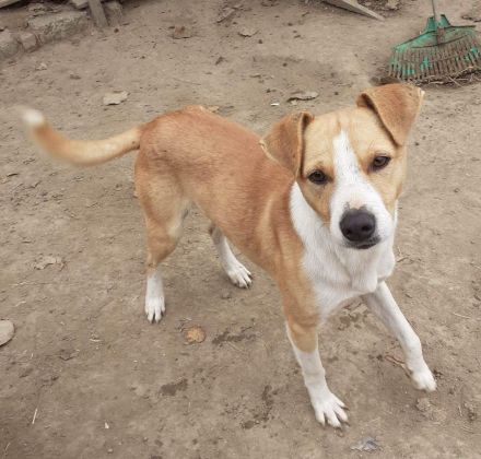 MANDO kleine Hund mit großem Herz