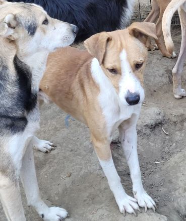 MANDO kleine Hund mit großem Herz