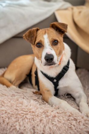 MANDO sucht liebevolles Zuhause