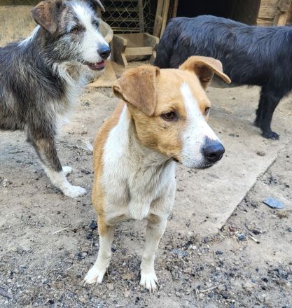 MANDO kleine Hund mit großem Herz