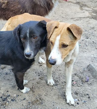 MANDO kleine Hund mit großem Herz