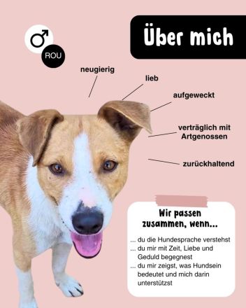 MANDO sucht liebevolles Zuhause