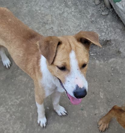 MANDO kleine Hund mit großem Herz