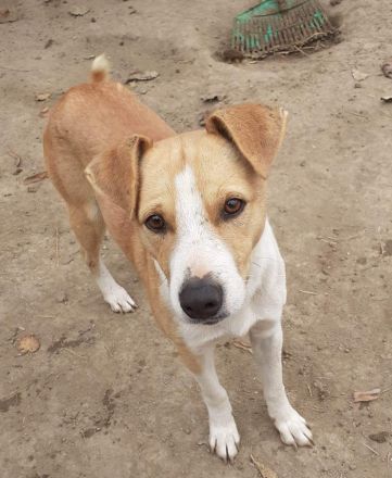 MANDO kleine Hund mit großem Herz