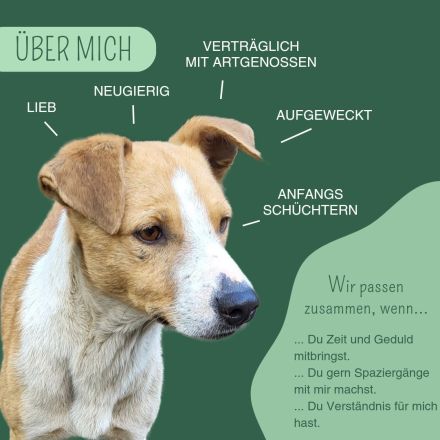 MANDO kleine Hund mit großem Herz