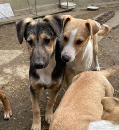 MANDO kleine Hund mit großem Herz