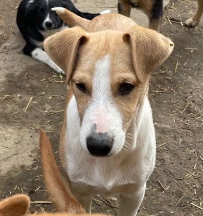 MANDO kleine Hund mit großem Herz