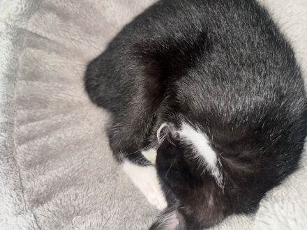 Katze Baby Schwarz-Weis