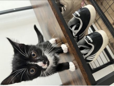 Katze Baby Schwarz-Weis