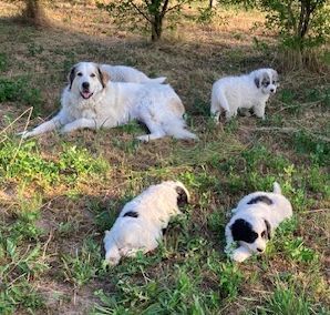 Verkaufen Pyrenäenberghund-Welpen