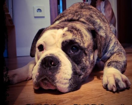 BullBoxer in liebevolle Hände abzugeben
