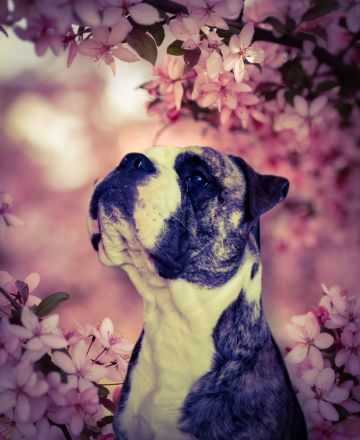 BullBoxer in liebevolle Hände abzugeben
