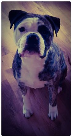 BullBoxer in liebevolle Hände abzugeben