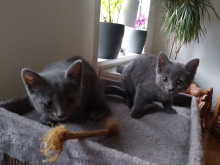 Echte verschmuste Kartäuser - Chartreux -  Kitten