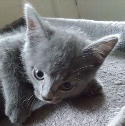 Echte verschmuste Kartäuser - Chartreux -  Kitten