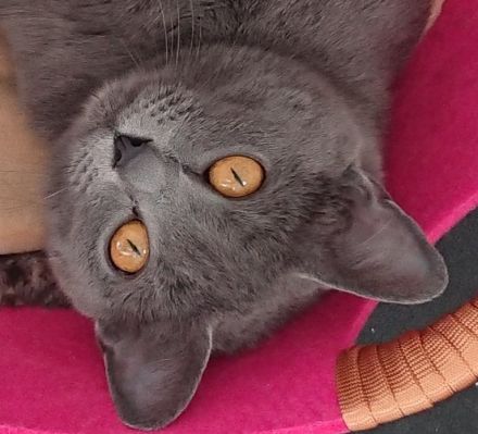 Echte verschmuste Kartäuser - Chartreux -  Kitten