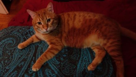 Leo, oh Dear Leo ...