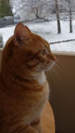 Leo, oh Dear Leo ...