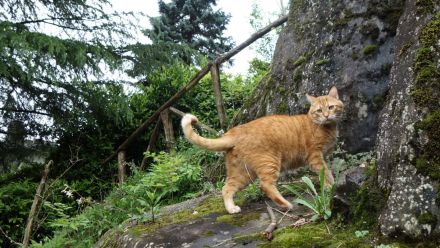 Leo, oh Dear Leo ...