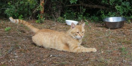 Leo, oh Dear Leo ...