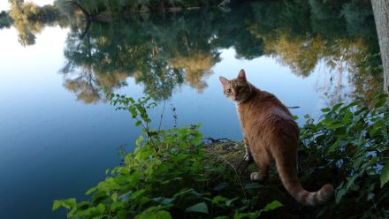 Leo, oh Dear Leo ...