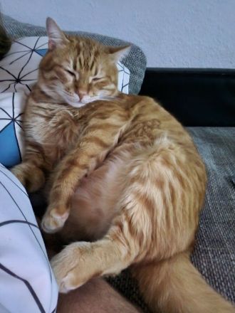 Leo, oh Dear Leo ...