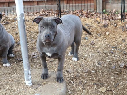 American Staffordshire terrier