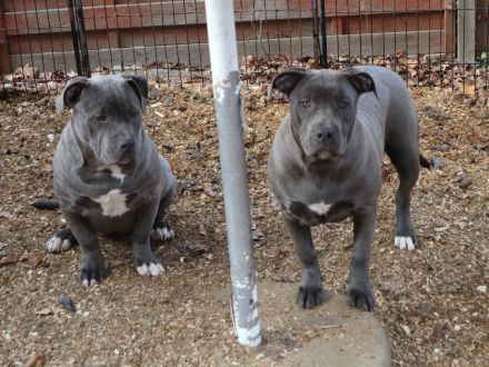 American Staffordshire terrier