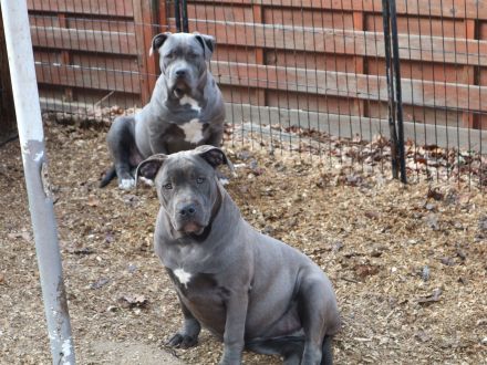 American Staffordshire terrier