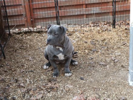 American Staffordshire terrier