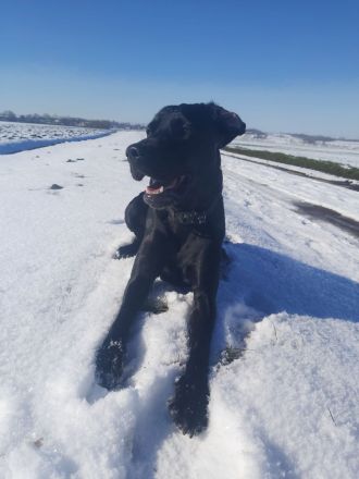 Deutsch Kurzhaar Mix 3 J.