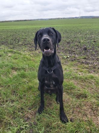 Deutsch Kurzhaar Mix 3 J.