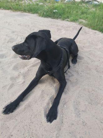 Deutsch Kurzhaar Mix 3 J.