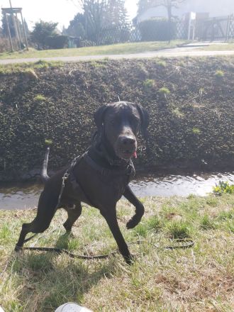 Deutsch Kurzhaar Mix 3 J.