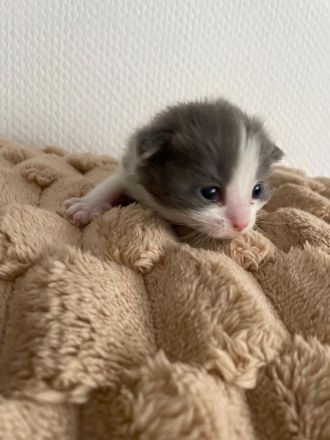 4 BKH Kitten suchen neue Dosenöffner