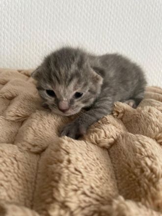 4 BKH Kitten suchen neue Dosenöffner