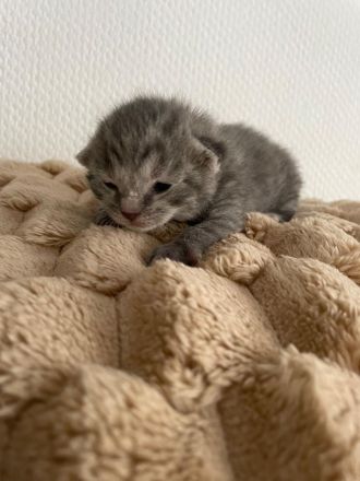 4 BKH Kitten suchen neue Dosenöffner