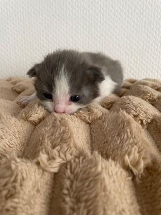 4 BKH Kitten suchen neue Dosenöffner