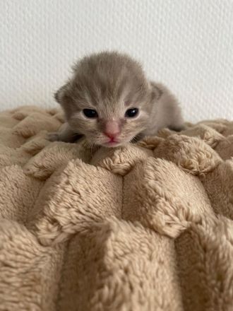 4 BKH Kitten suchen neue Dosenöffner