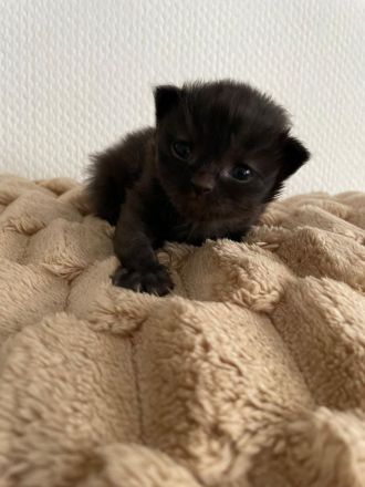 4 BKH Kitten suchen neue Dosenöffner