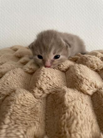 4 BKH Kitten suchen neue Dosenöffner