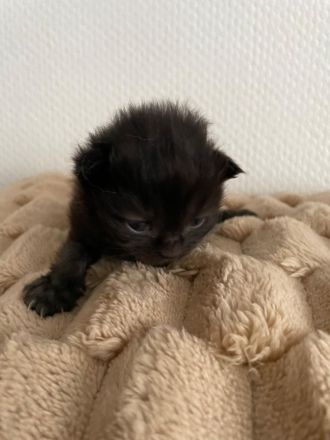 4 BKH Kitten suchen neue Dosenöffner