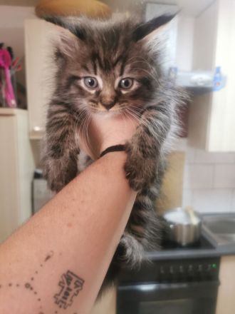 Main coon Katzen Babys