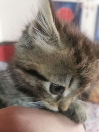 Main coon Katzen Babys