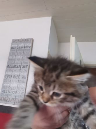 Main coon Katzen Babys