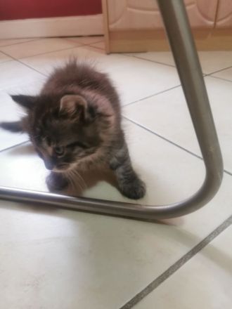 Main coon Katzen Babys