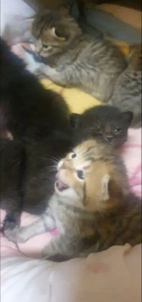 Bkh Kitten suchen ab August /September